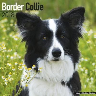 Border Collie Calendar 2018 -  Avonside Publishing Ltd