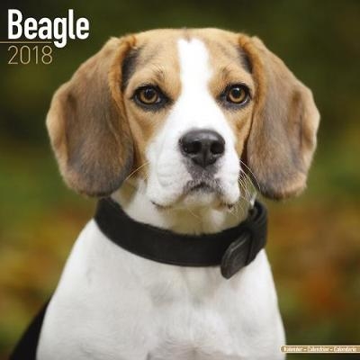 Beagle Calendar 2018 -  Avonside Publishing Ltd