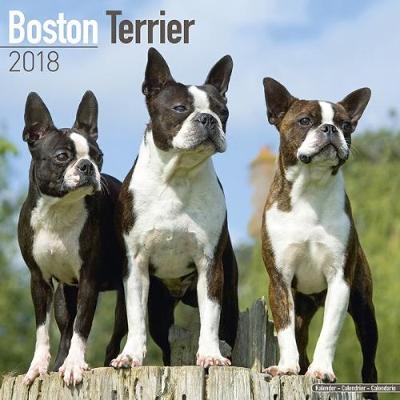 Boston Terrier Calendar 2018 -  Avonside Publishing Ltd