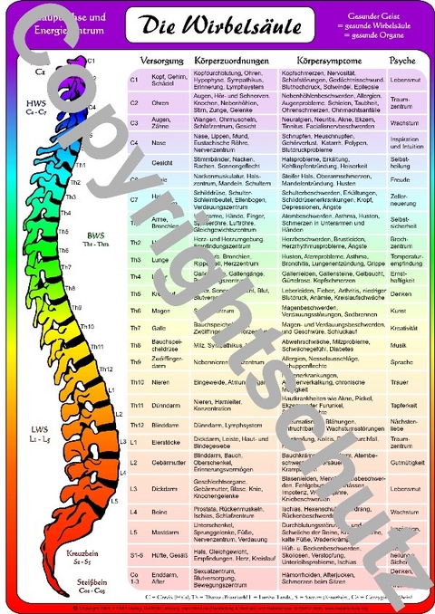 Wirbelsäulenzuordnungen - A3 - Tanja Aeckersberg