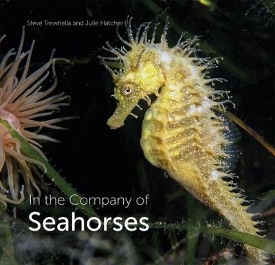 In the Company of Seahorses - Steve Trewhella, Julie Hatcher