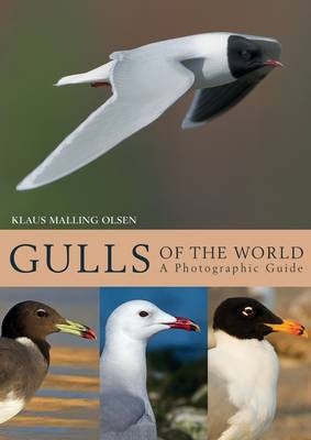 Gulls of the World - Klaus Malling Olsen
