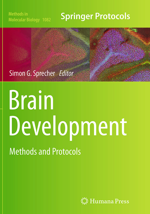 Brain Development - 