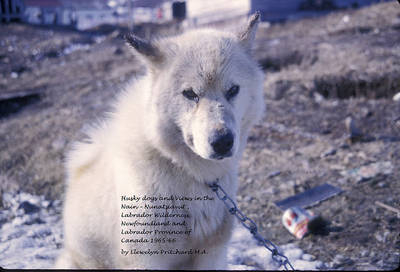 Husky Dogs and Views in the Nain - Nunatsiavut, Labrador Wilderness, Newfoundland and Labrador Province of Canada 1965-66 - Llewelyn Pritchard M.A.