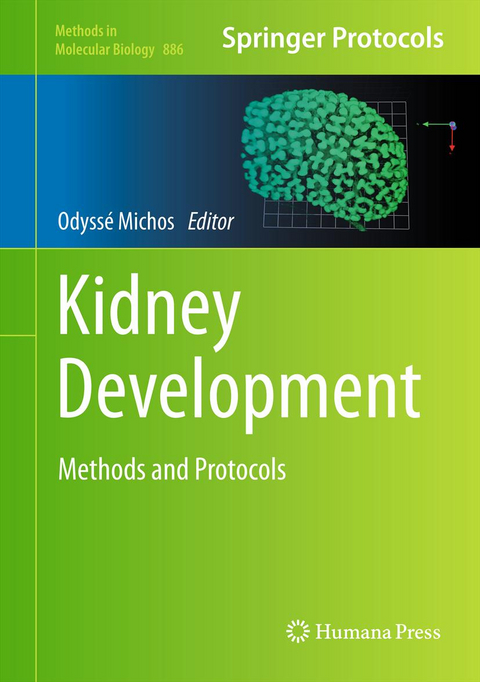 Kidney Development - 