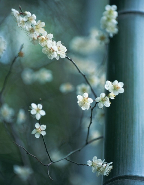 Zen Blossoms