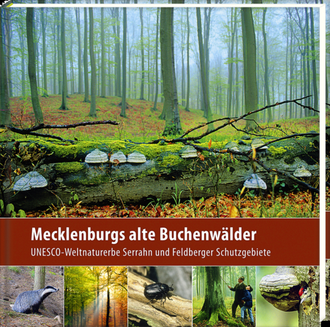 Mecklenburgs alte Buchenwälder - Klaus Borrmann
