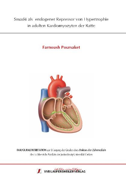 Smad4 als endogener Repressor von Hypertrophie in adulten Kardiomyozyten der Ratte - Farnoush Poursaket