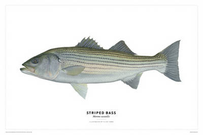 Striped Bass Poster - Flick Ford
