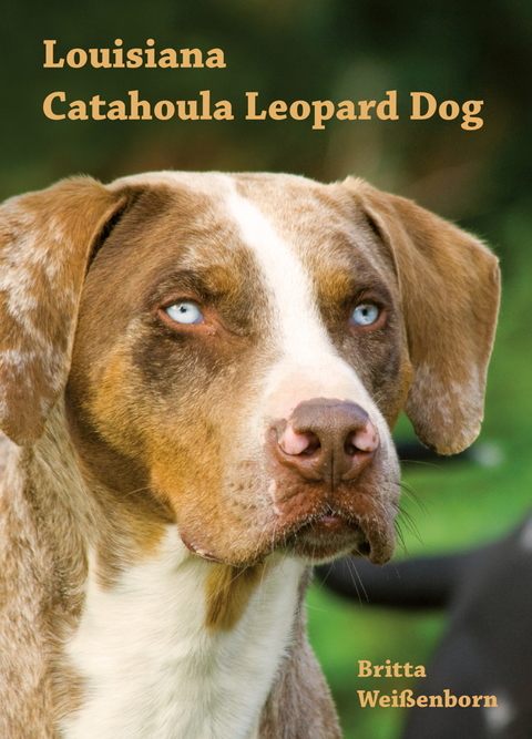 Louisiana Catahoula Leopard Dog - Britta Weißenborn