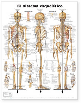 The Skeletal System Anatomical Chart in Spanish (El Sistema Esqueletico)
