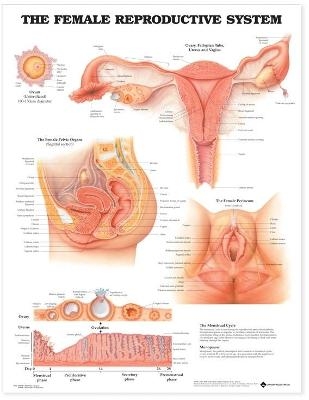 The Female Reproductive System Anatomical Chart