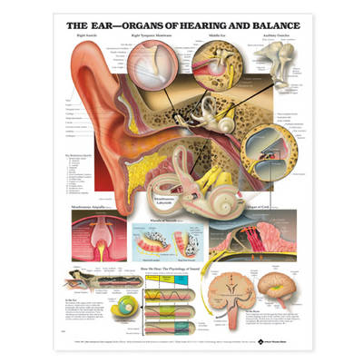 The Ear -  Anatomical Chart Company