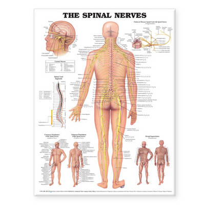 The Spinal Nerves Anatomical Chart