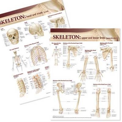 Lippincott Williams and Wilkins Atlas of Anatomy Skeletal System Chart Set