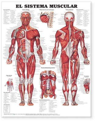 The Muscular System Anatomical Chart in Spanish (El Sistema Muscular)