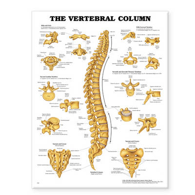 The Vertebral Column Anatomical Chart