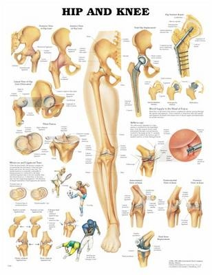 Head and Neck Anatomical Chart - 