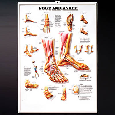 Foot & Ankle - 