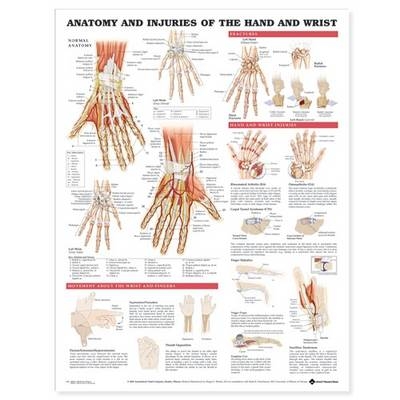 Anatomy and Injuries of the Hand and Wrist Anatomical Chart - 