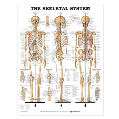 The Skeletal System 3D Raised Relief Chart