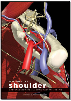 Exploring the Shoulder: A 3D Overview of Anatomy and Pathology