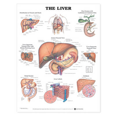 The Liver Anatomical Chart