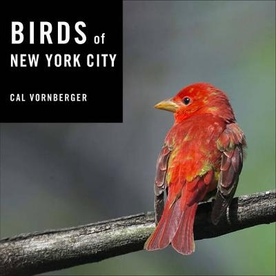 Birds of New York City - Cal Vornberger