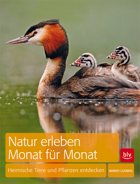 Natur erleben Monat für Monat - Mario Ludwig