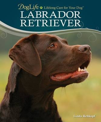 Labrador Retriever - Linda Rehkopf