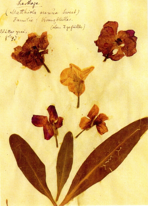 Herbarium Postkartenset - Rosa Luxemburg