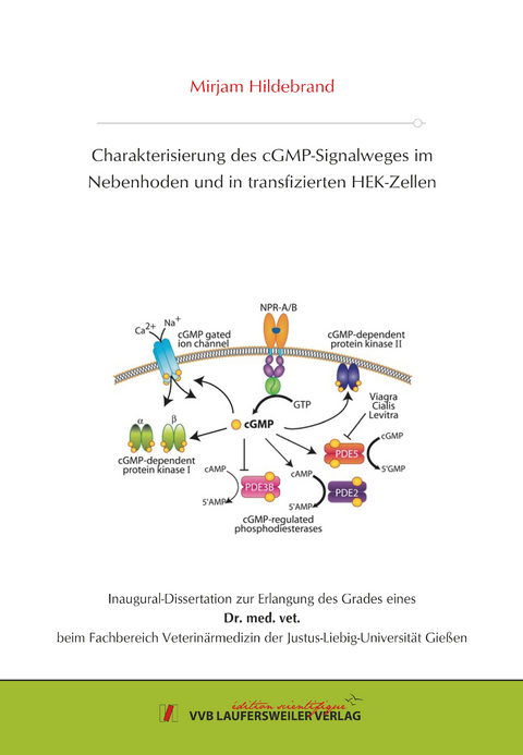 Charakterisierung des cGMP-Signalweges im Nebenhodenund in transfizierten HEK-Zellen - Mirjam Hildebrand