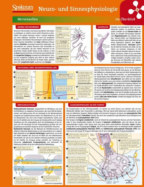 Lerntafel: Neuro- und Sinnesphysiologie im Überblick