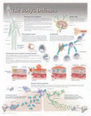 Body's Defences Laminated Poster -  Scientific Publishing