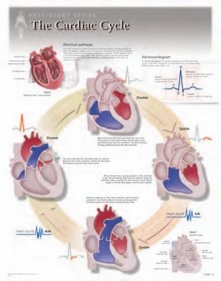 Cardiac Cycle Laminated Poster -  Scientific Publishing