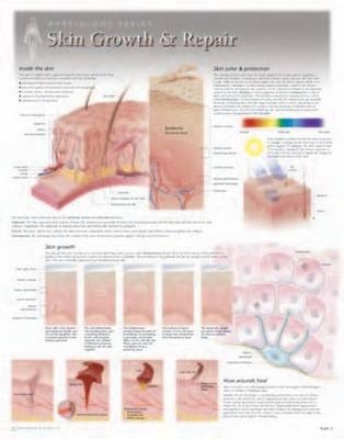 Skin Growth & Repair Laminated Poster -  Scientific Publishing