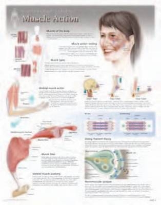 Muscle Action Laminated Poster -  Scientific Publishing