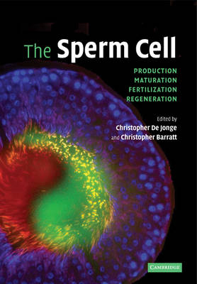 The Sperm Cell - 