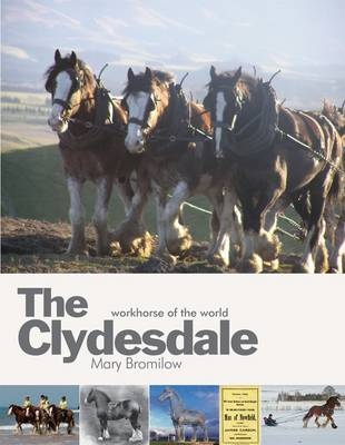 The Clydesdale - Mary Bromilow