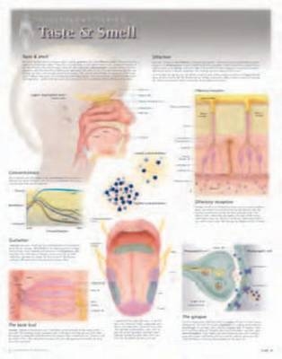 Taste & Smell Laminated Poster -  Scientific Publishing