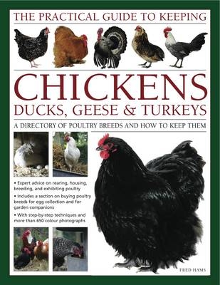 Practical Guide to Keeping Chickens, Duck, Geese & Turkeys - Fred Hams