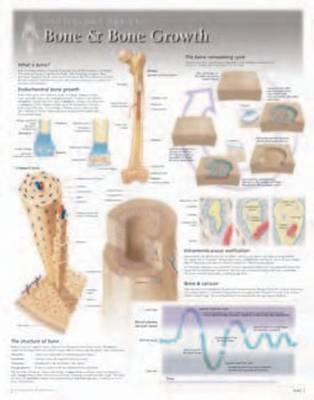 Bone & Bone Growth Laminated Poster -  Scientific Publishing