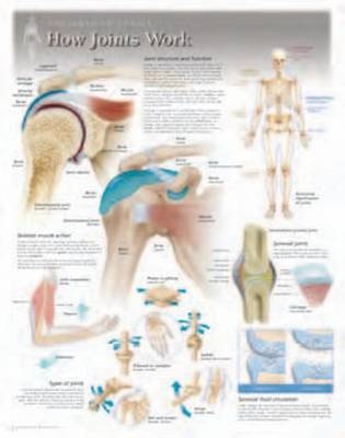 How Joints Work Laminated Poster -  Scientific Publishing