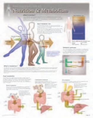 Nutrition & Metabolism Laminated Poster -  Scientific Publishing