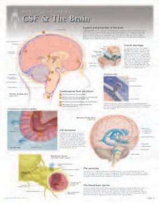 CSF & the Brain Laminated Poster -  Scientific Publishing