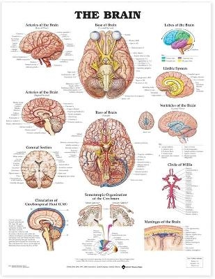 The Brain Anatomical Chart