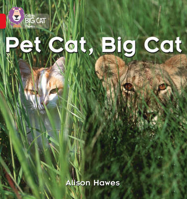 Pet Cat, Big Cat - Alison Hawes