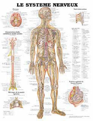 Le Systeme Nerveux -  Anatomical Chart Company