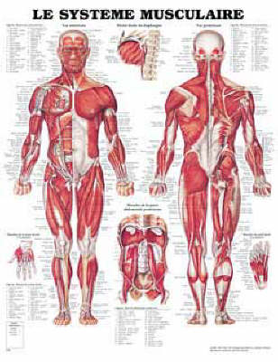 Le Systeme Musculaire -  Anatomical Chart Company