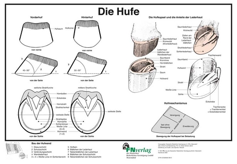 Die Hufe - 